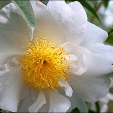 Camellia sasanqua Chantal -
