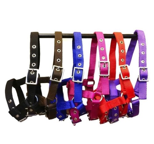 Mini foal nylon halters also - nylon,
