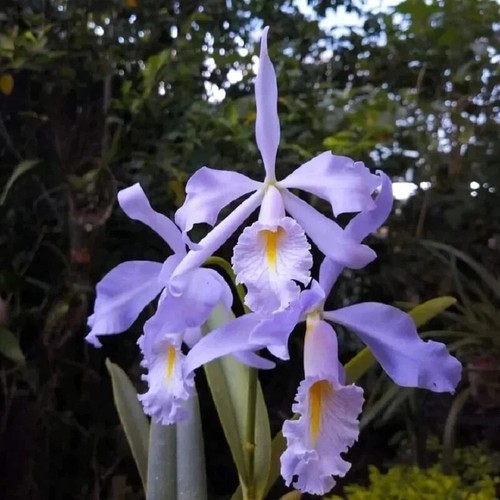 Cattleya maxima hector - maxima, 'hector'