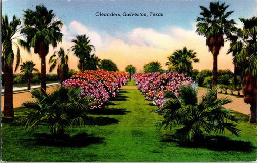Galveston postcard - galveston,