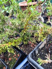 Two 3-year-old bare-root