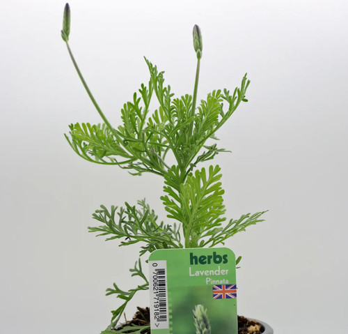 Lavender pinnata aromatic - lavender,