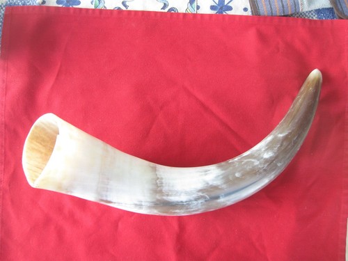 Large polished cow horn - polished,