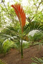 FLAME THROWER PALM Tree Seeds Chambeyronia macrocarpa Red Leaf Feather Plant
