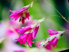 Dierama hybrids seedlings - dierama,