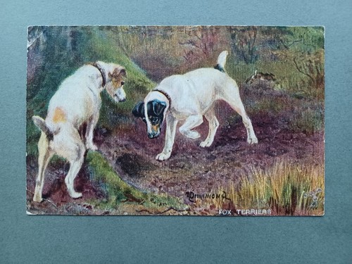 1911 two smooth fox terrier - 1911,