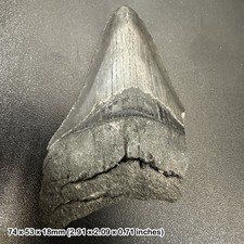 Authentic carcharodon