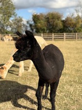 Serendipity's Black Huacaya