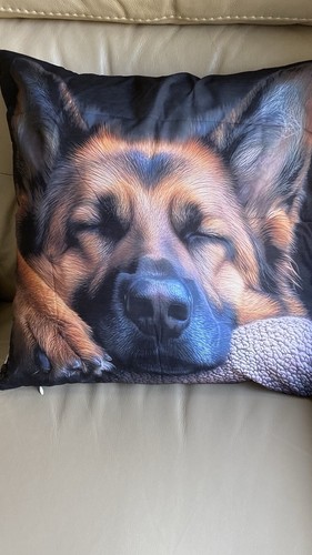 Alsatian german shepherd - alsatian,