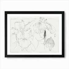 Japanese Iris Illustration