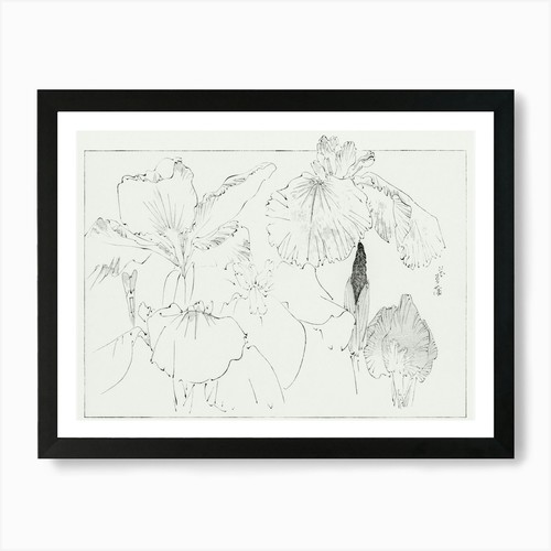 Japanese iris illustration - japanese,