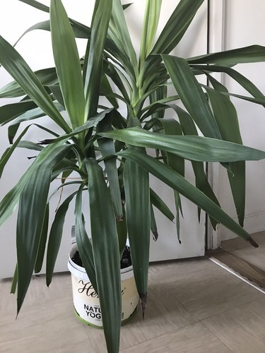 Xxx large twin stem yucca - large,