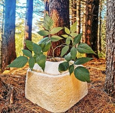 Pet Urn Eco Biodegradable for Cremation Ashes Pet Cat Dog / One of Its Kind