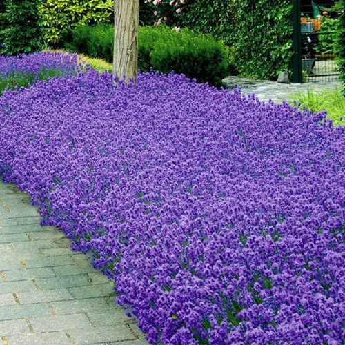 Lavander munstead herb - "munstead",