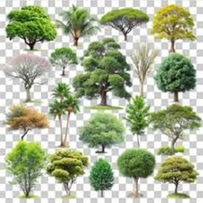 Collection 100 mixed tree - of,