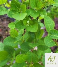 Cotinus coggygria Smokey Joe - Smoke Bush - 40-60cm - 3 Litre Pot - Potted Plant