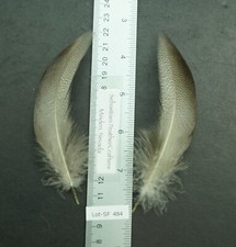 One Pair ~5" Farm Raised Extra Select Bronze Mallard Flanks Lot-SF 484