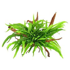 JAVA FERN NARROW BEAUTIFUL