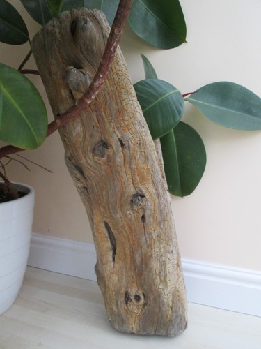 Beach find unique - beach, driftwood