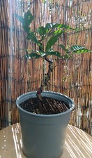 Wild cherry Bonsai Tree