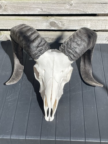 Real sheep skull with horns - skull,