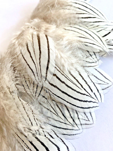 50pcs silver pheasant - 50pcs,