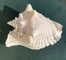 Giant conch sea shell
