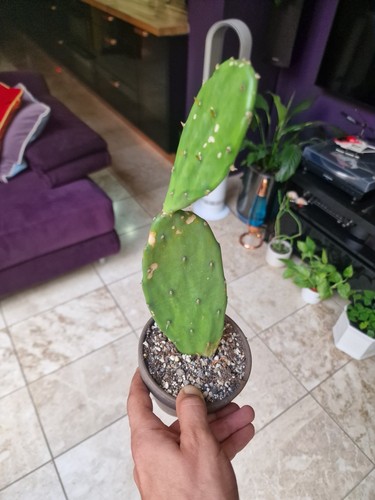 Opuntia prickly pear - pear, cactus