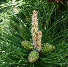 3 Pinus Nigra Nigra / Austrian