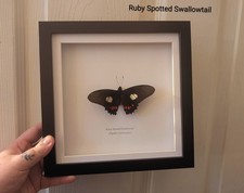 Ruby Spotted Swallowtail