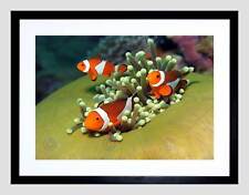 CLOWN ANEMONE FISH MARINE UNDER WATER SEA BLACK FRAMED ART PRINT B12X9708