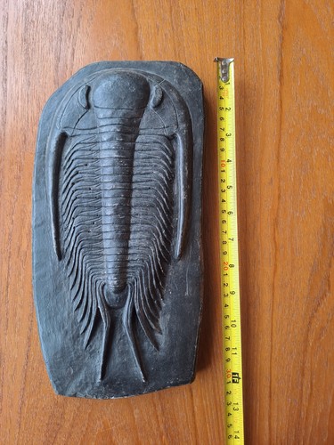 Trilobite plaster cast - trilobite,