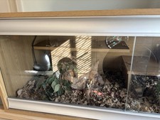 Vivexotic  Bearded dragon Oak Vivarium 