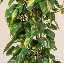 Pretty Philodendron scandens 'Brasil' (Sweetheart Plant) well rooted cuttings