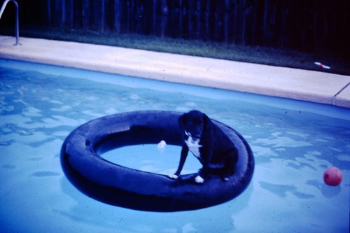 Oct 1975 dog tube - on,