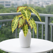 Realistic Simulation Plant In