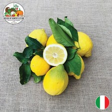 Fresh italian lemons - fresh, &