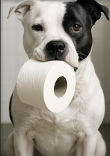 Staffordshire Bull Terrier A4