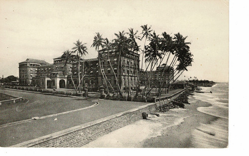 Swaying palm trees galle - swaying,