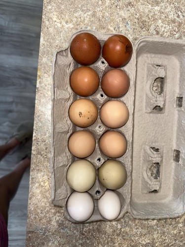 Fertile hatching eggs bym - hatching, bym-
