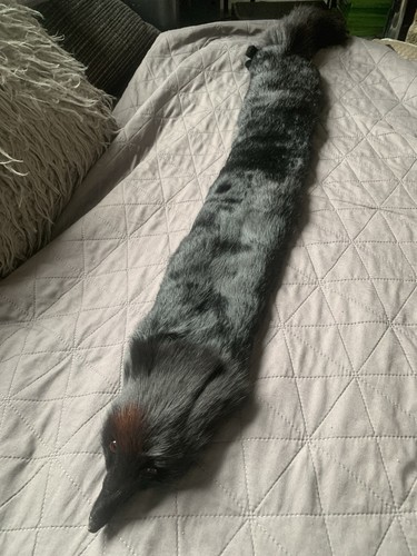 Fox fur stole - fox,