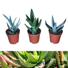 Aloe Vera Plant Mix - 3 Plants in 5.5cm Pots - Home & Office Live Indoor Plants