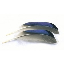 Mallard duck wing - duck, blue