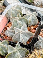 Astrophytum myriostigma