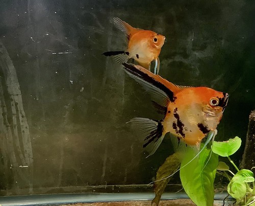 Proven breeding pair koi - breeding,