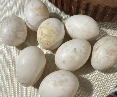 Cayhuga duck eggs - duck, .