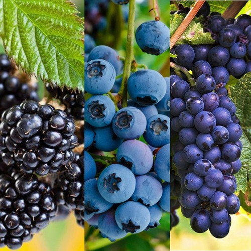 Blueberry blackberry grape - blueberry,,