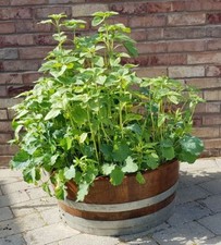 Real Oak Wine Whisky Half Barrel Planters Large Small Flower Pots Wooden Barrels