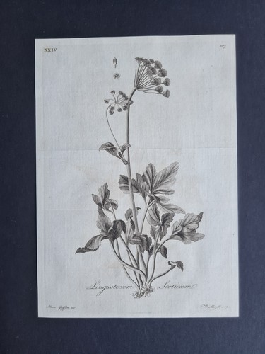 Antique 1776 botanical print - ,