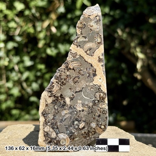 Promicroceras ammonite fossil - promicroceras,